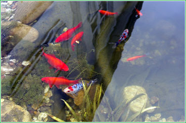 Gartenteich mit Koi-Karpfen